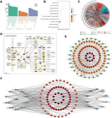 Exploring the mechanism of Alisma orientale for the treatment of pregnancy induced hypertension and potential hepato-nephrotoxicity by using network pharmacology, network toxicology, molecular docking and molecular dynamics simulation